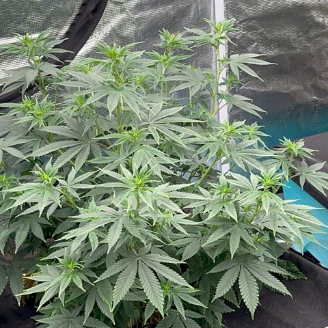  Cluster bomb  growlog timeline photo