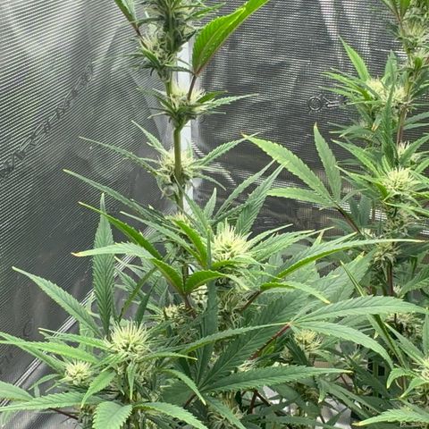 Knows Candy growlog timeline photo