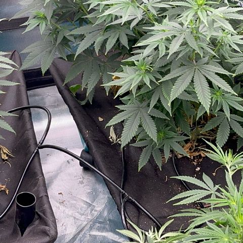  Critical Light growlog timeline photo