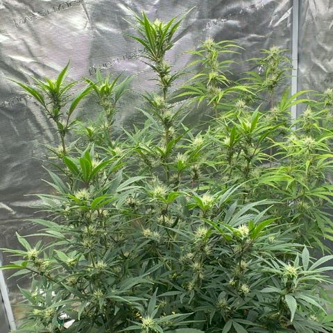 Knows Candy growlog timeline photo