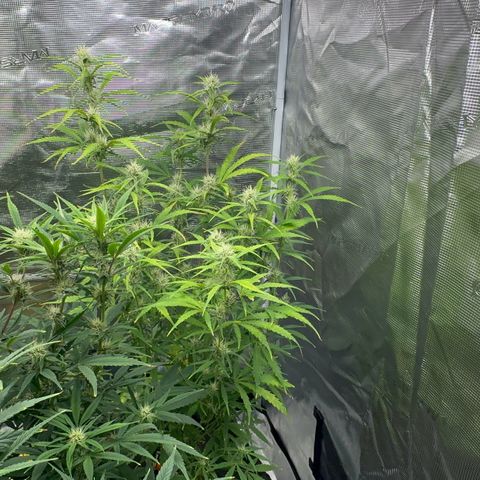 Piña X Zweet  growlog timeline photo