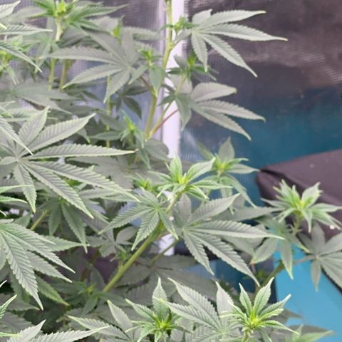  Cluster bomb  growlog timeline photo