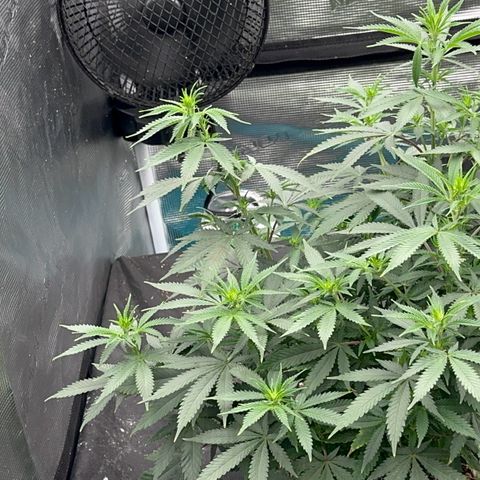  Critical Light growlog timeline photo
