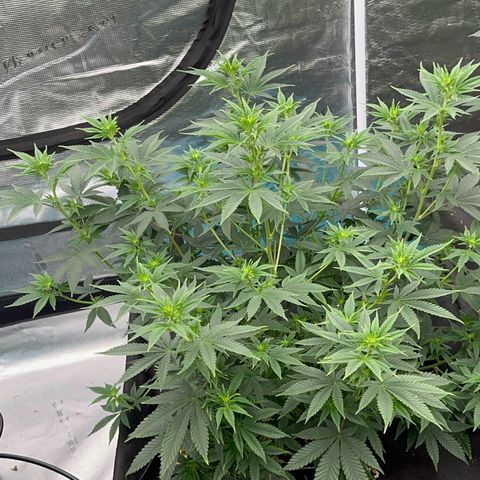  Cluster bomb  growlog timeline photo