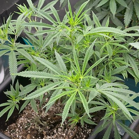  Hawaiian Snow  growlog timeline photo