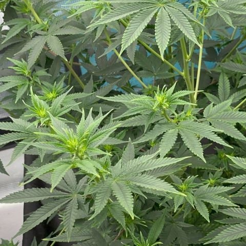  Cluster bomb  growlog timeline photo