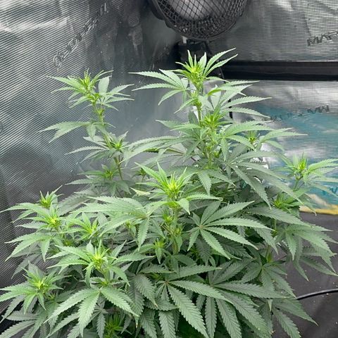  Critical Light growlog timeline photo