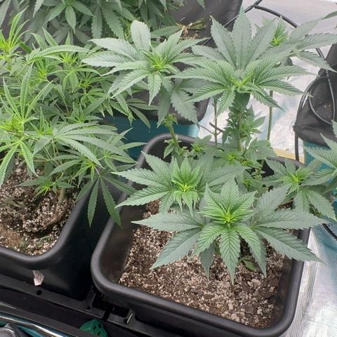 Dayger  growlog timeline photo