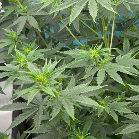  Cluster bomb  growlog timeline photo