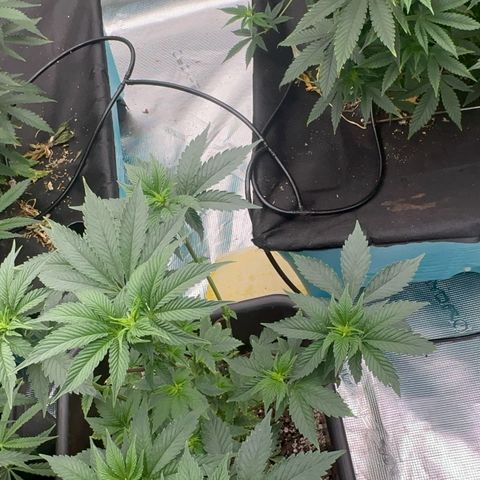 Dayger  growlog timeline photo