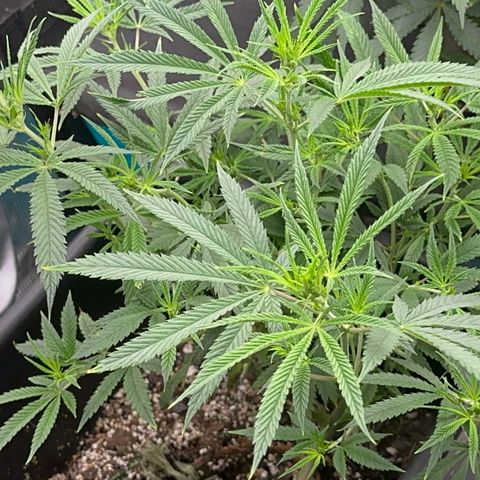  Hawaiian Snow  growlog timeline photo