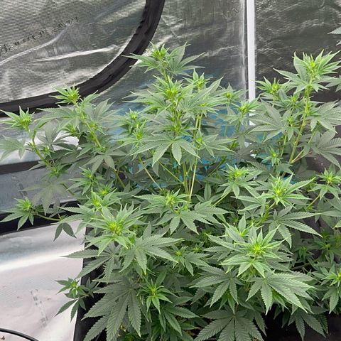  Cluster bomb  growlog timeline photo