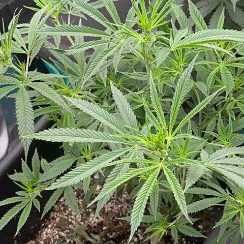  Hawaiian Snow  growlog timeline photo