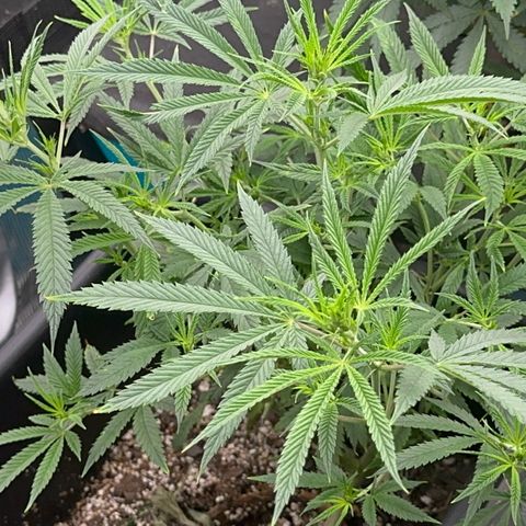  Hawaiian Snow  growlog timeline photo