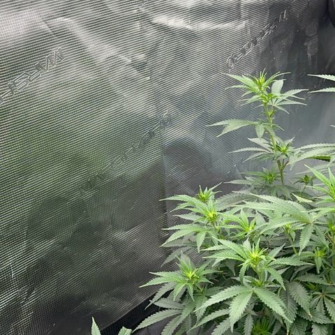  Critical Light growlog timeline photo