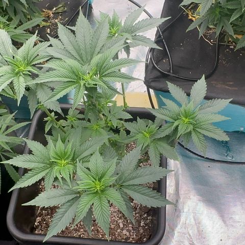 Dayger  growlog timeline photo