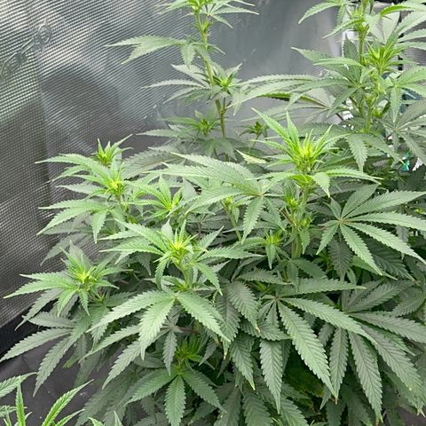  Critical Light growlog timeline photo