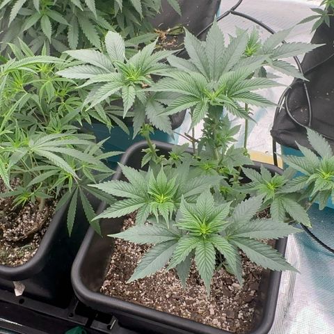 Dayger  growlog timeline photo