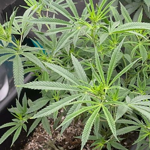  Hawaiian Snow  growlog timeline photo