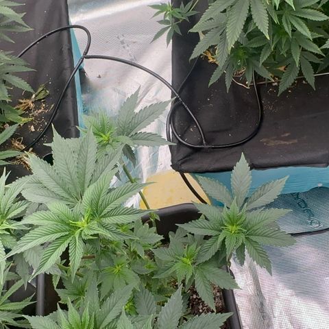 Dayger  growlog timeline photo