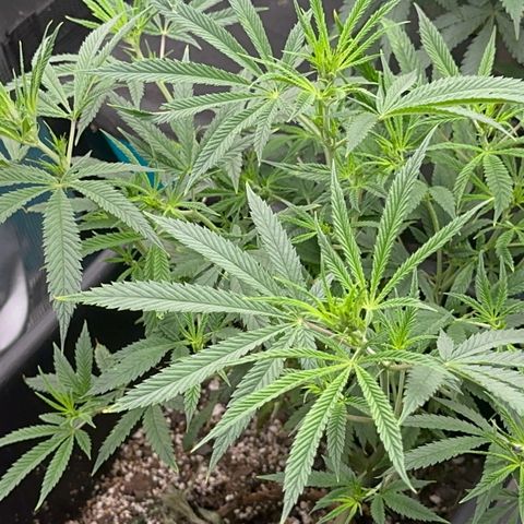  Hawaiian Snow  growlog timeline photo