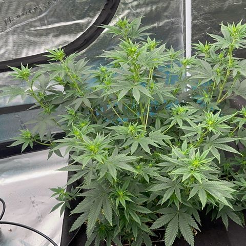  Cluster bomb  growlog timeline photo
