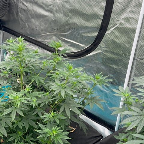  Cluster bomb  growlog timeline photo