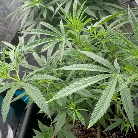  Hawaiian Snow  growlog timeline photo