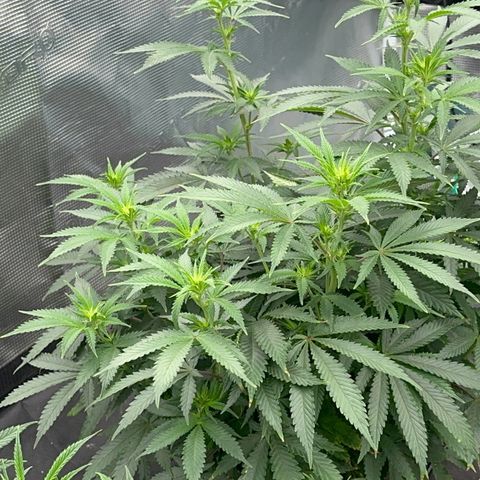  Critical Light growlog timeline photo