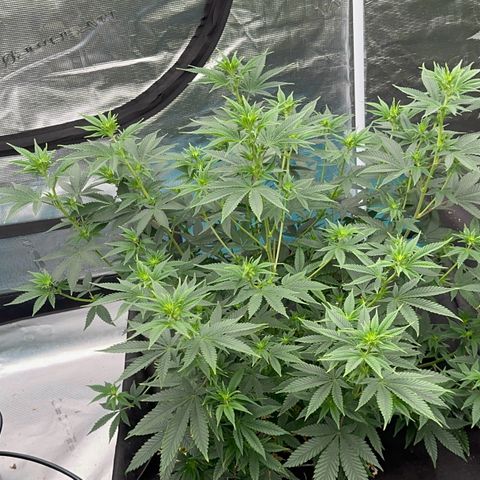  Cluster bomb  growlog timeline photo