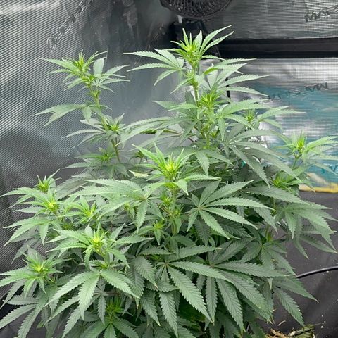  Critical Light growlog timeline photo