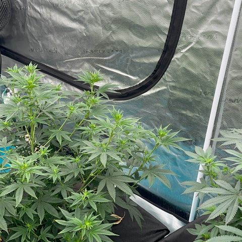  Cluster bomb  growlog timeline photo