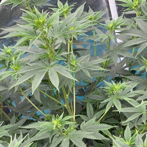  Cluster bomb  growlog timeline photo