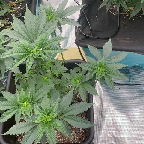 Dayger  growlog timeline photo