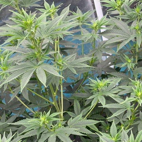  Cluster bomb  growlog timeline photo