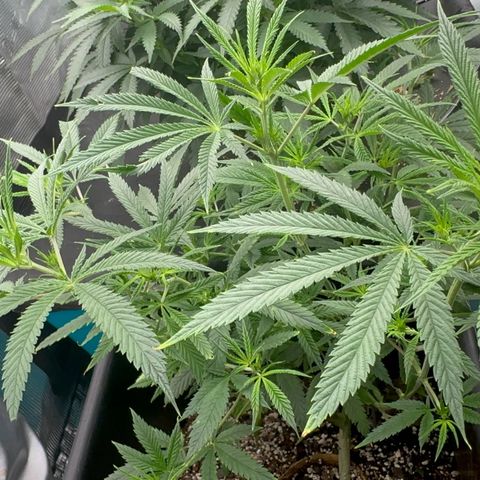  Hawaiian Snow  growlog timeline photo