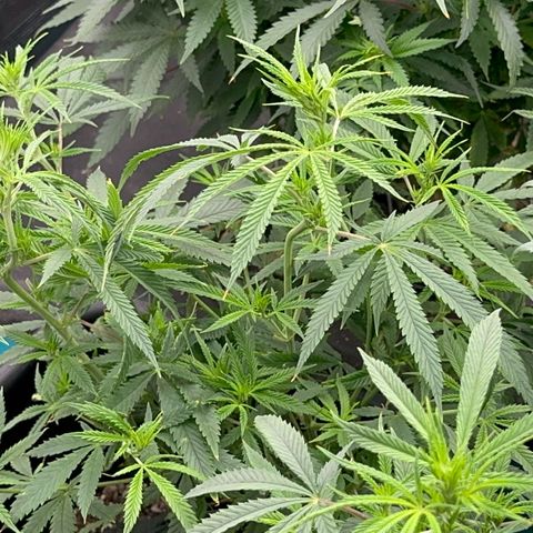  Hawaiian Snow  growlog timeline photo