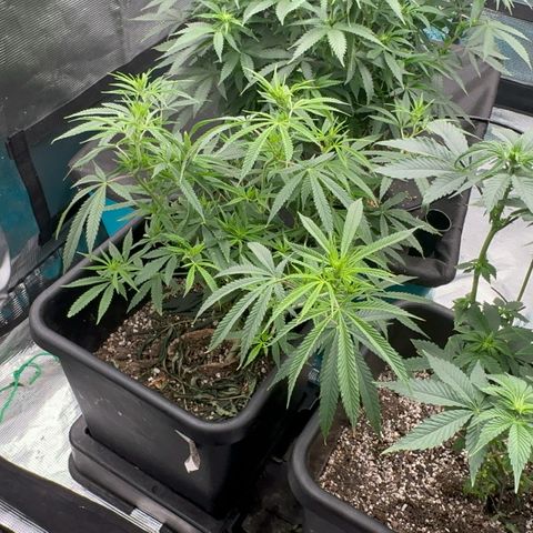  Hawaiian Snow  growlog timeline photo