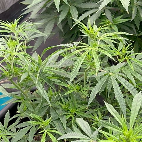  Hawaiian Snow  growlog timeline photo