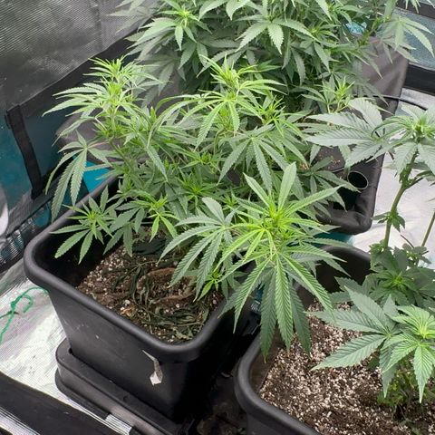  Hawaiian Snow  growlog timeline photo