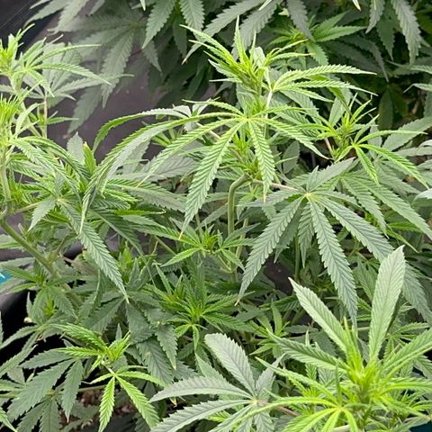  Hawaiian Snow  growlog timeline photo
