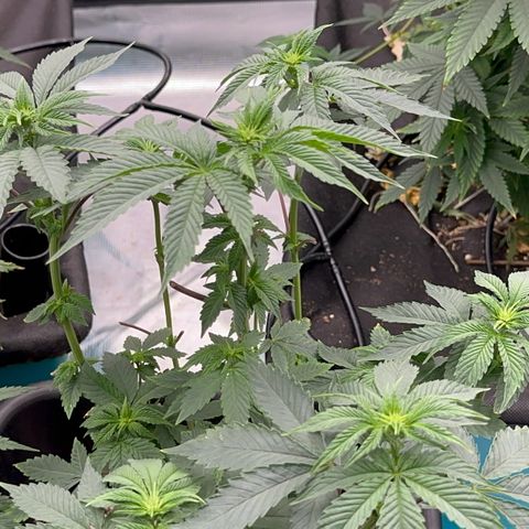 Dayger  growlog timeline photo