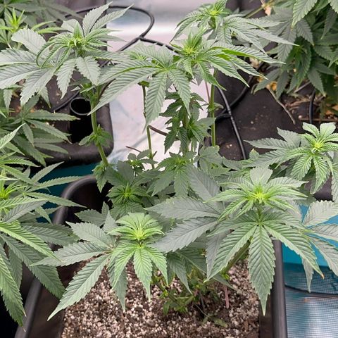 Dayger  growlog timeline photo