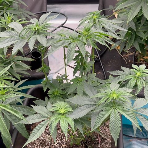 Dayger  growlog timeline photo