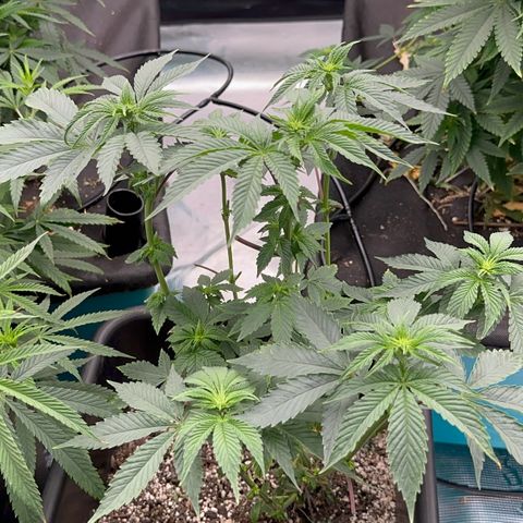 Dayger  growlog timeline photo