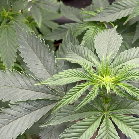 Dayger  growlog timeline photo
