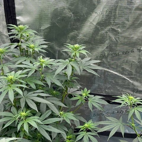 Deleted  🎬 1 growlog timeline photo
