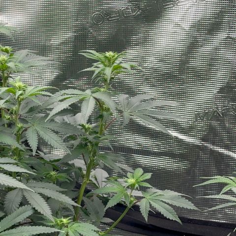 Deleted  🎬 1 growlog timeline photo