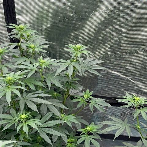 Deleted  🎬 1 growlog timeline photo