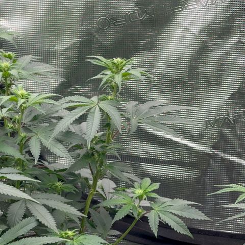 Deleted  🎬 1 growlog timeline photo
